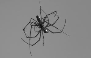 Black and white macro photo of the spider