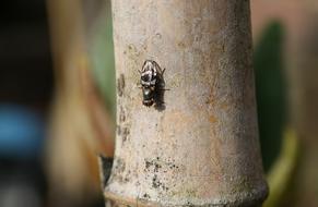 macro Image of Insect Fly Nature