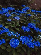 blue flowers in the forest on the bushes