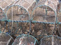 Lobster Basket Trap