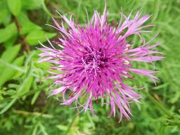 Thistle Blossom, top view, macro