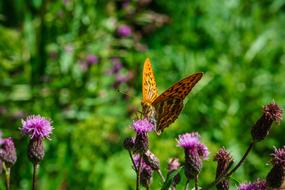 Butterfly Summer Nature Close