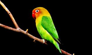 Colorful Bird Parrot on branch