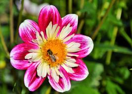 insect in the center of the flower