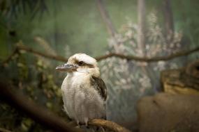 small bird with a sharp beak in the zoo