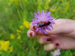Insect Red Black