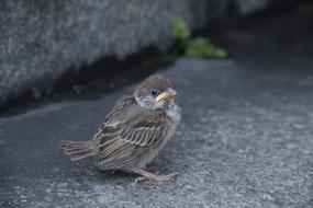 sparrow Birds