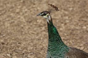 Peacock Female