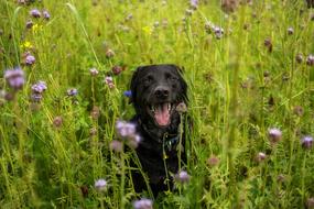 Labrador on a blooming meadow in a blurred background