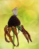 Fire Falter Butterfly