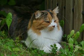 domestic cat near a wooden fence close-up