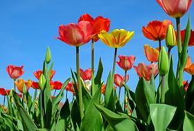 yellow and red tulips in a flower bed in summer