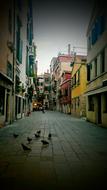 Venice Italy Pigeons