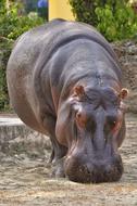 Hippopotamus Hippo Zoo