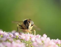 Close Up photo of Bee on pink flower