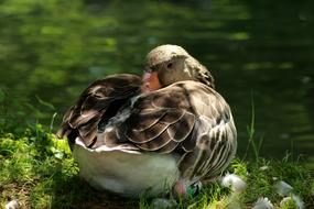 duck brushing its feathers in the grass
