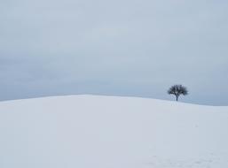 Winter White Tree snow