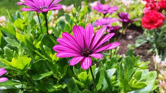 Daisy Flower Garden