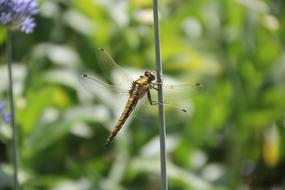 Dragonfly at Garden
