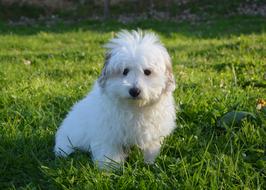 Young Cotton Dog Puppy