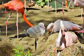 Flamingo Chicks Young