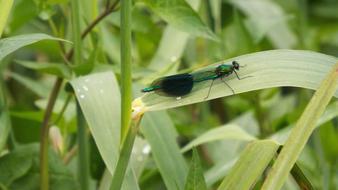 Close-up of the colorful, shiny dragonfly on the green leaf