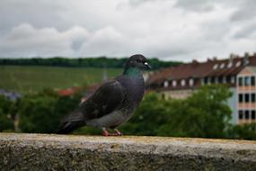 Dove Bird on Wall