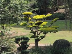 Architecture Plant green garden