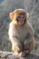 Monkey Zhangjiajie