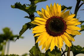 Summer Sunflower Yellow