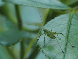 Grasshopper Nature Insect