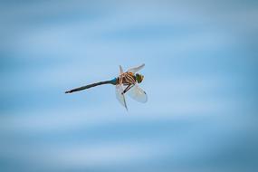 Dragonfly Flight Insect Close