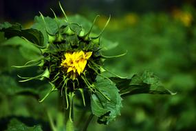 Sunflower Green Yellow