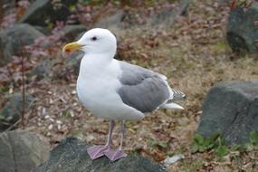 Bird Seagull