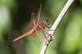 red Dragonfly Insect at Nature