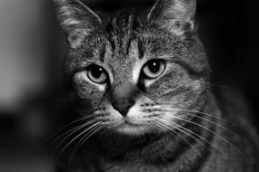 monochrome photo of Cat Domestic Face