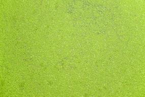Water Alga Canal green