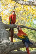 Red Bird Parrots
