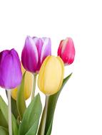 Tulips Spring Colorful