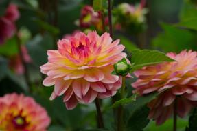 dahlia flowers in garden, pink blossoms