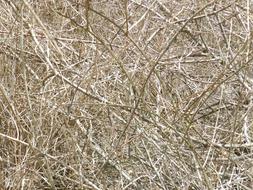 Dry Twigs texture