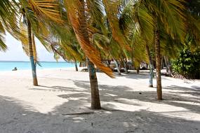 Palm Trees Colorful Beach