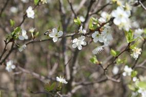 white flowers in the garden on branches
