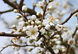 beautiful flowers blooming on a branch