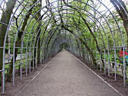avenue of beautiful flowers and plants