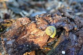 Snail Seashell The Bark
