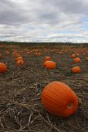 sweet pumpkins in the field