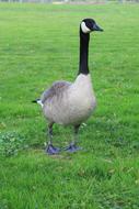 Wild Bird Goose on grass