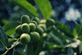 delicious fruits on a tree view