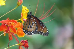 Insect Butterfly Orange Flower